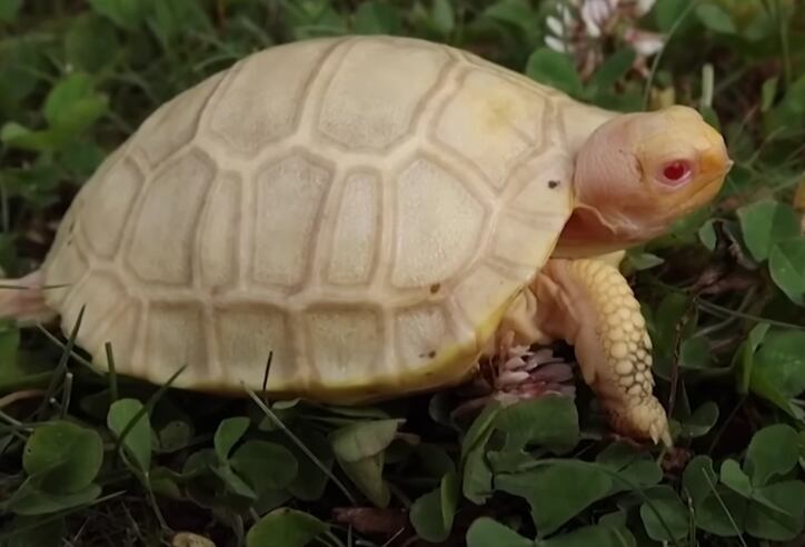 Tortuga albina de Galápagos nacida en en zoológico de Suiza