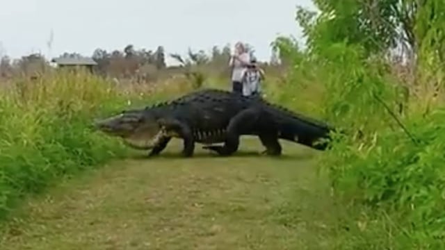 Cocodrilo gigante.