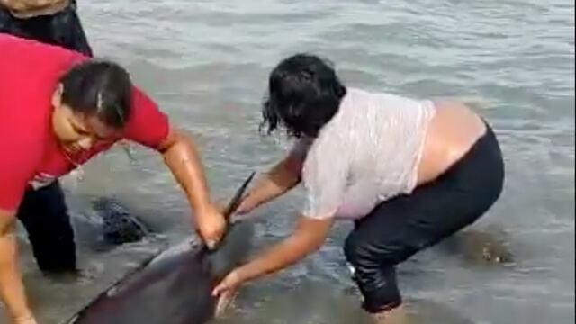 Delfines en Puerto Lobos, Sonora