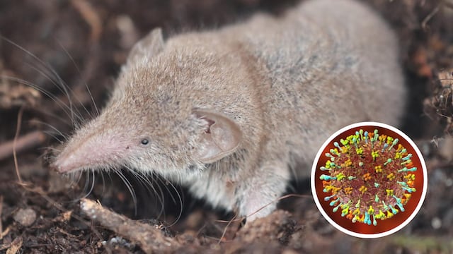 Musaraña, henipavirus