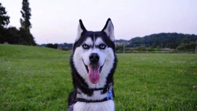 Gracias a sus memes, la dueña de este can pagará su universidad.