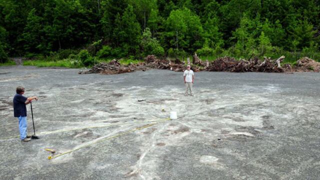El bosque tiene 386 millones de años