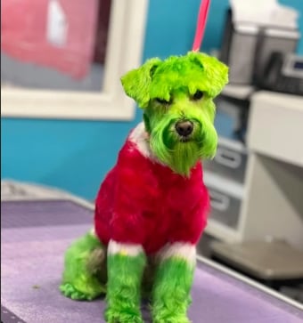 Tiñe de verde a su perro por Grinch