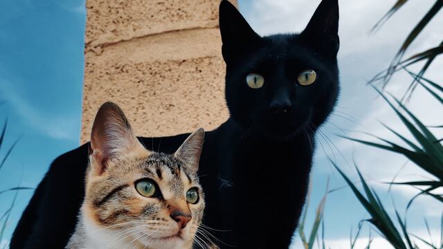 ¿Los gatos son extraterrestres? Esto dice la teoría viral