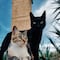 ¿Los gatos son extraterrestres? Una loca teoría se hace viral en TikTok por esto