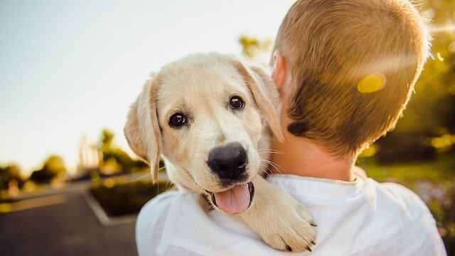 La mejor etapa para enseñar muestras de afecto a nuestros perros es cuando son cachorros