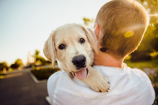 La mejor etapa para enseñar muestras de afecto a nuestros perros es cuando son cachorros