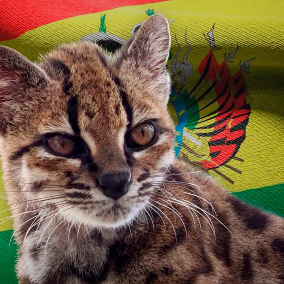 Descubren en Bolivia un nuevo gato salvaje: es el primero en más de un siglo