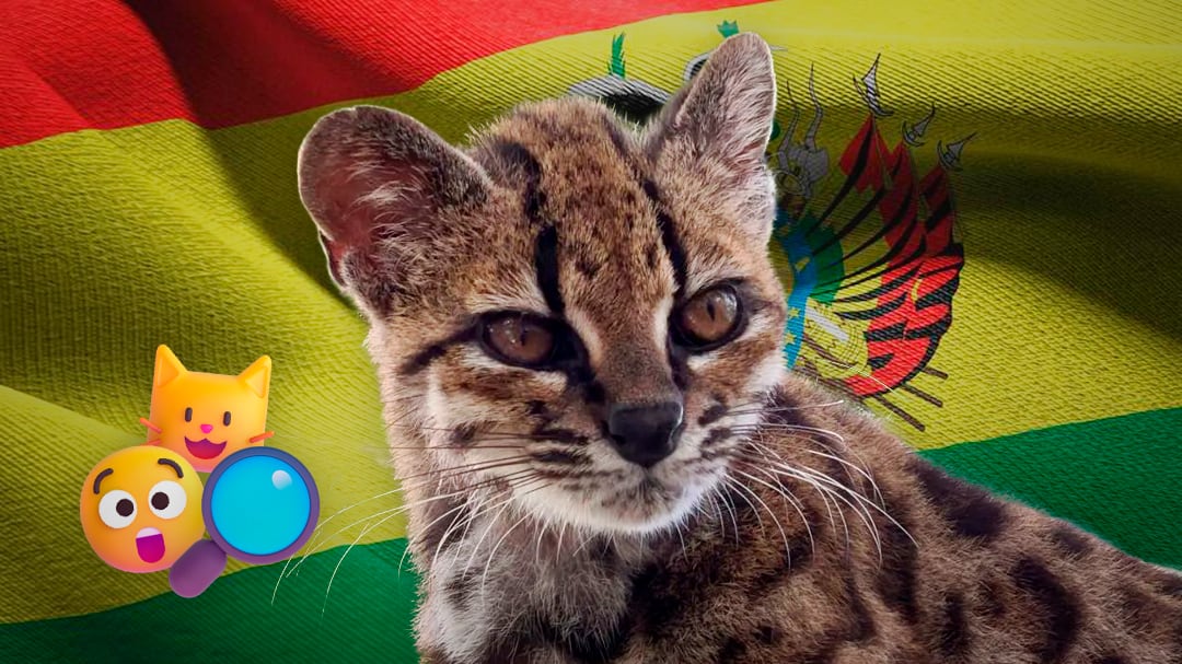 Descubren en Bolivia un nuevo gato salvaje: es el primero en más de un siglo