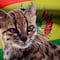 Descubren en Bolivia un nuevo gato salvaje: es el primero en más de un siglo
