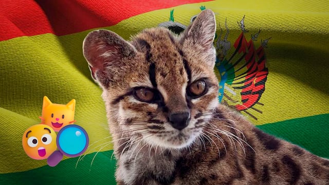 Redescubren un gato salvaje en Bolivia que no aparecía en más de un siglo