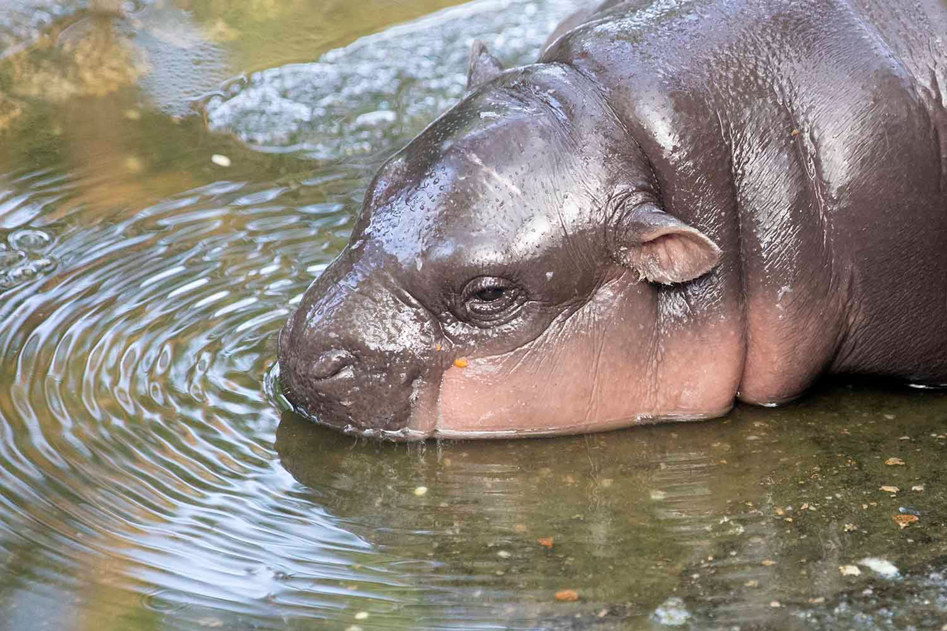 Moo Deng, hipopótamo pigmeo en Tailandia
