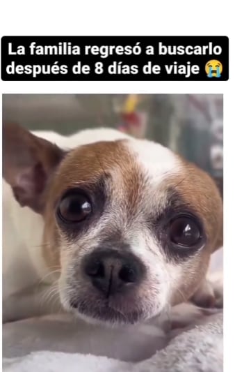 Perrito reacciona al reencontrarse con sus dueños