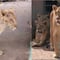 Leones casi mueren de hambre en zoológico de Jartum; así lucen 2 años después