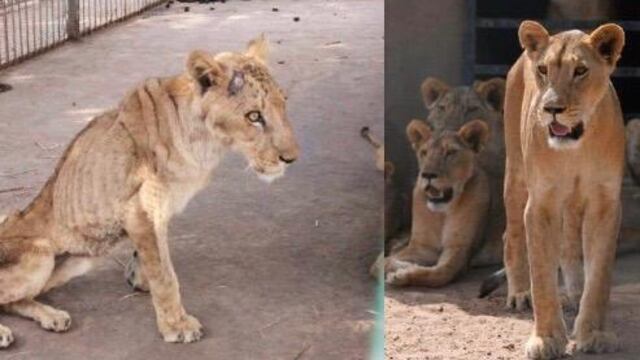 Leones casi mueren de hambre; así lucen hoy