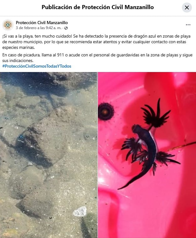 Dragón azul en Manzanillo