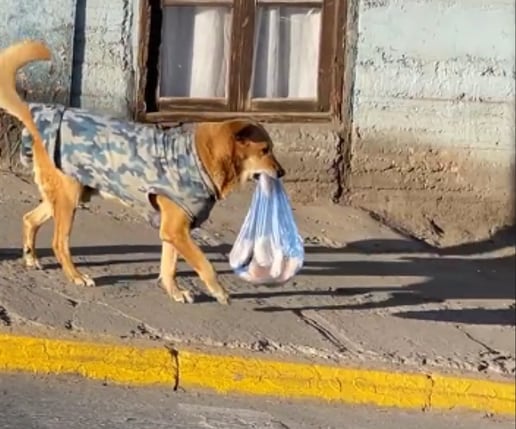 Perrito del pan