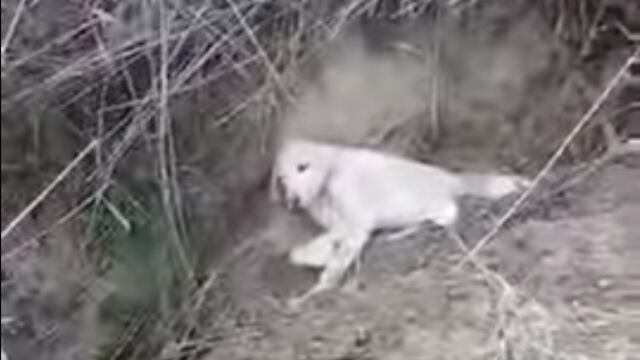 Perrito es rescatado en España