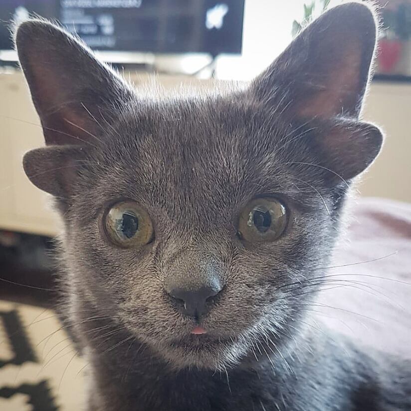 'Midas', la gatita con cuatro orejas