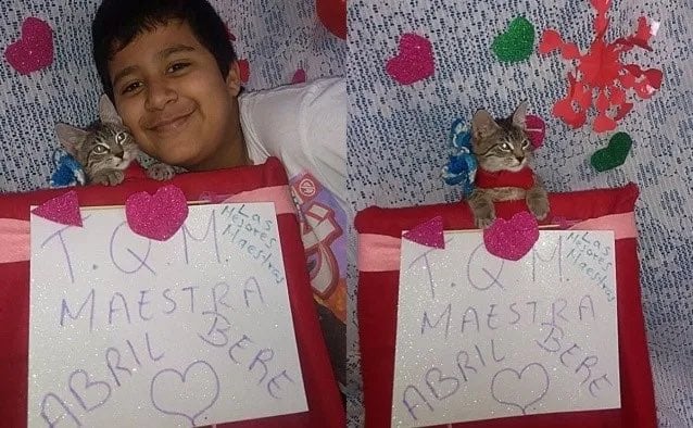 Gatita se gradua de clases virtuales