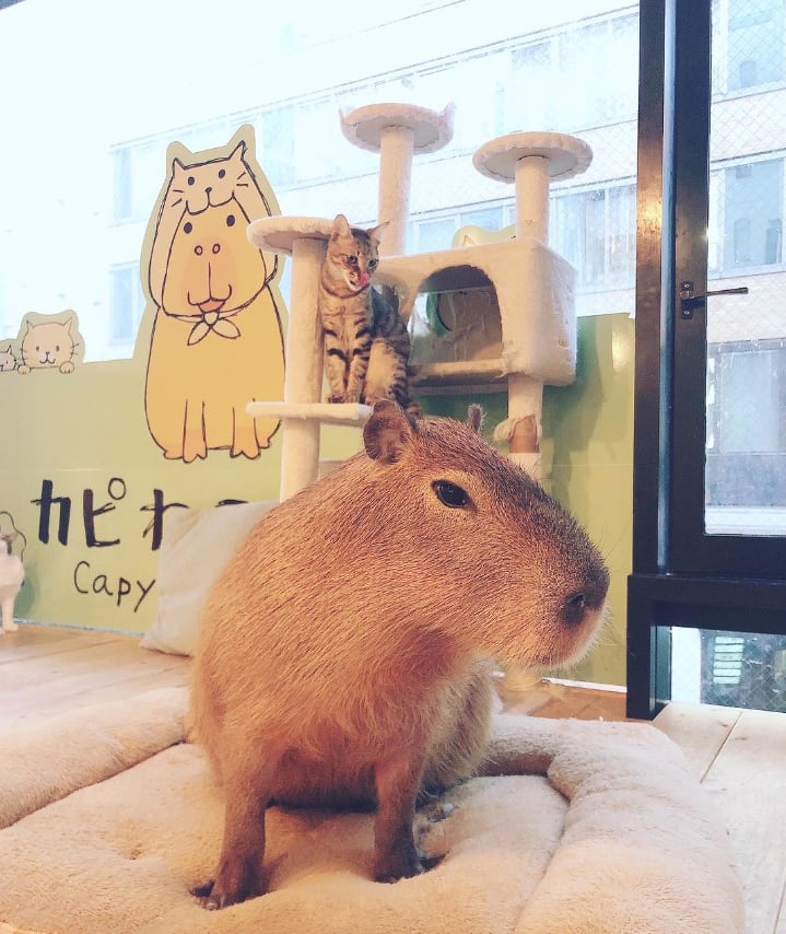 Cafetería de Tokio llena de capibaras y gatos