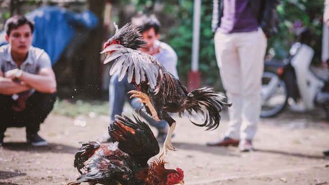 Gallo de pelea