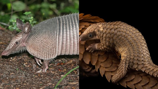¿Qué diferencia hay entre un pangolín y un armadillo?