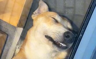 Perrito dormilon encuentra el lugar perfecto para tomar un descanso