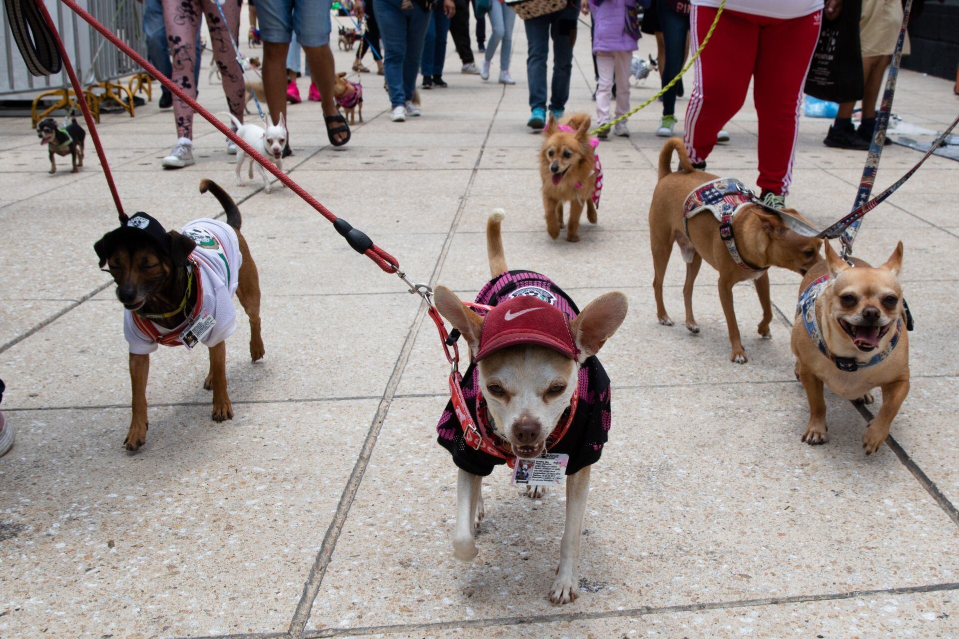 Marcha de perritos