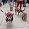 Perritos se manifiestan en Polanco; sus dueños quieren que abran un parque para mascotas
