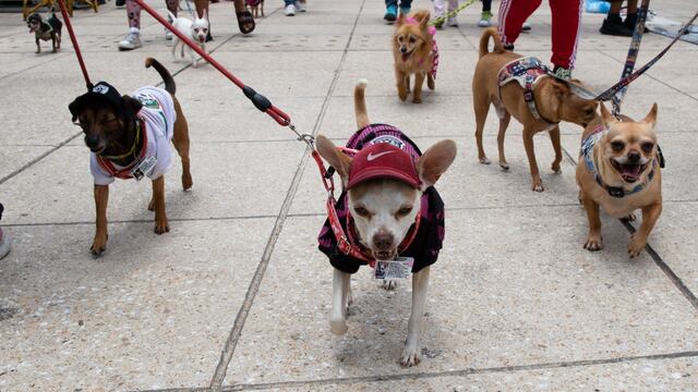 Marcha de perritos