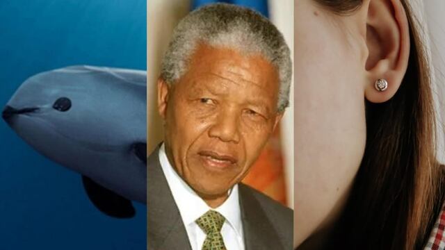 Este 18 de julio se celebra el Día de la vaquita marina, Día de Nelson Mandela y Día de la escucha