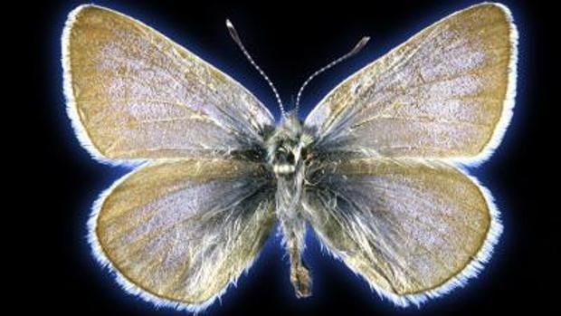 Mariposa de Xerces