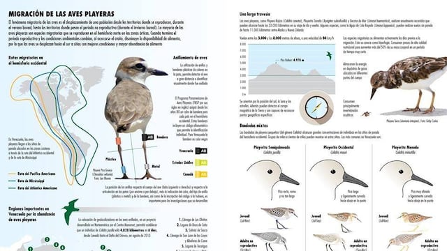 Aves migratorias de BCS