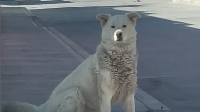 Perro finge ser callejero para que lo alimenten