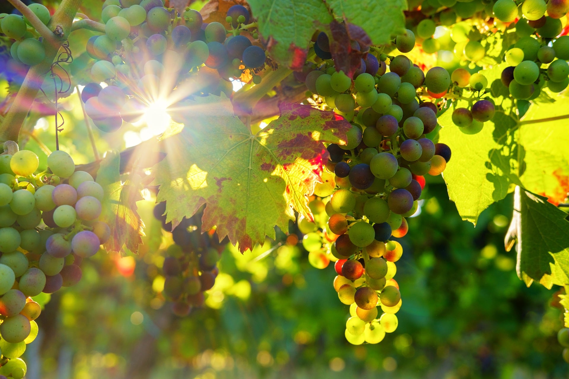 12 uvas, Año Nuevo