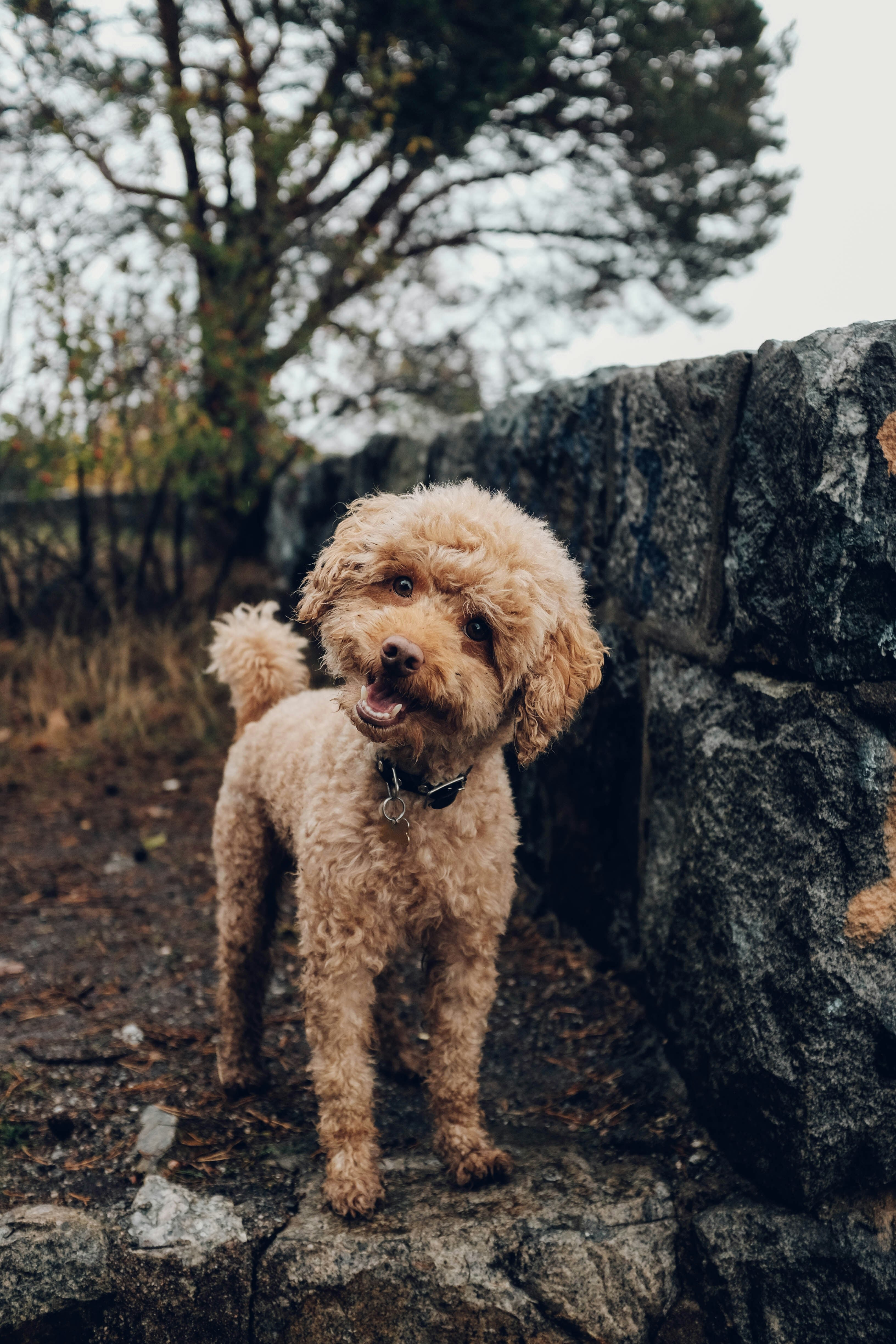 Caniche