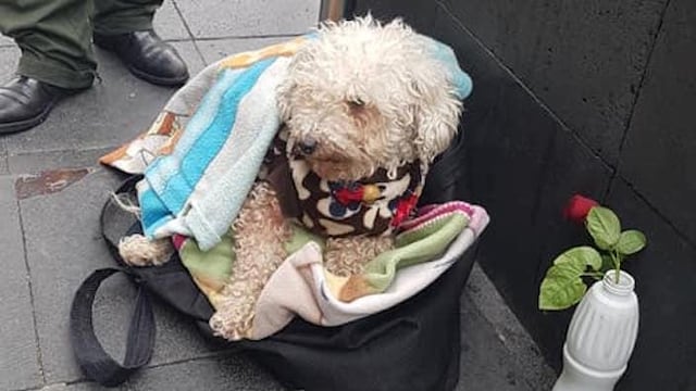 abuelito vende chicles comida perro