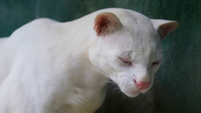 Ocelote albino