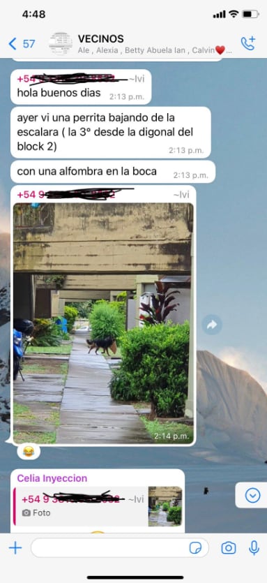 Chat de WhatsApp mostrando que el perro Tyson robaba alfombras
