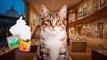 Museo del Gato en CDMX abre el 8 de agosto: así será la experiencia inmersiva