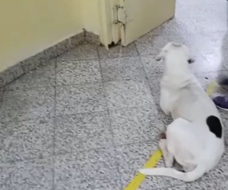 Perrita sigue a su dueña hasta el hospital