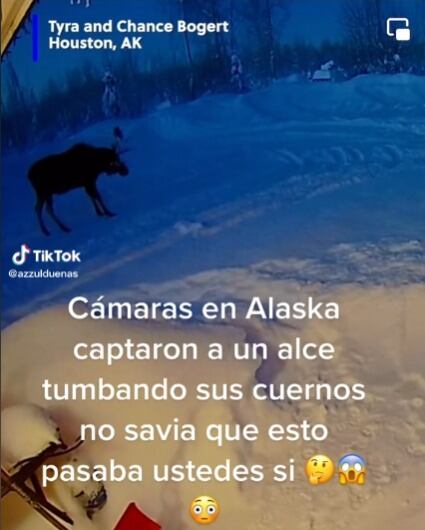 Alce arrancándose los cuernos