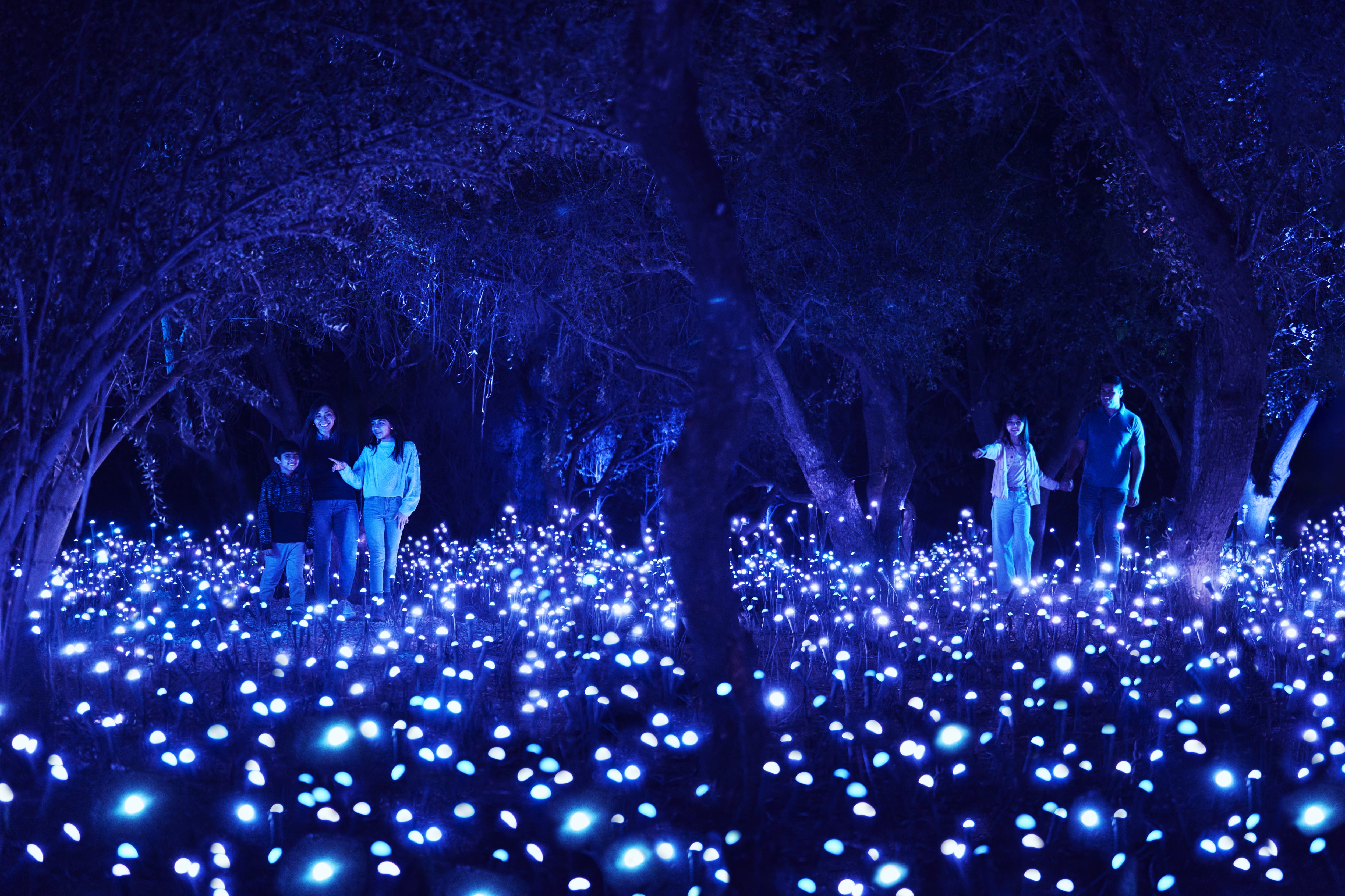 Light Cycles regresa a Chapultepec con un recorrido inmersivo de luces, sonido y naturaleza