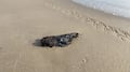 Alertan por manchas de hidrocarburos en playa Miramar de Tamaulipas