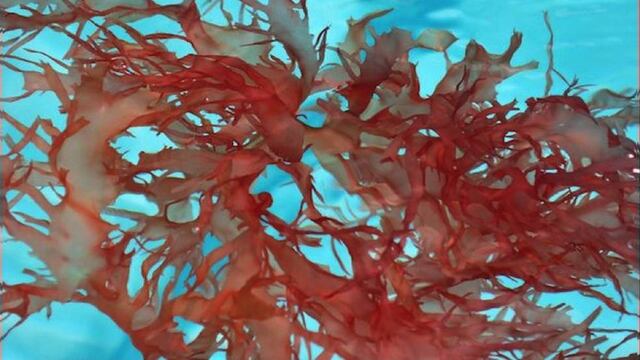 Carrageninas, un aditivo alimenticio que puede ser dañino