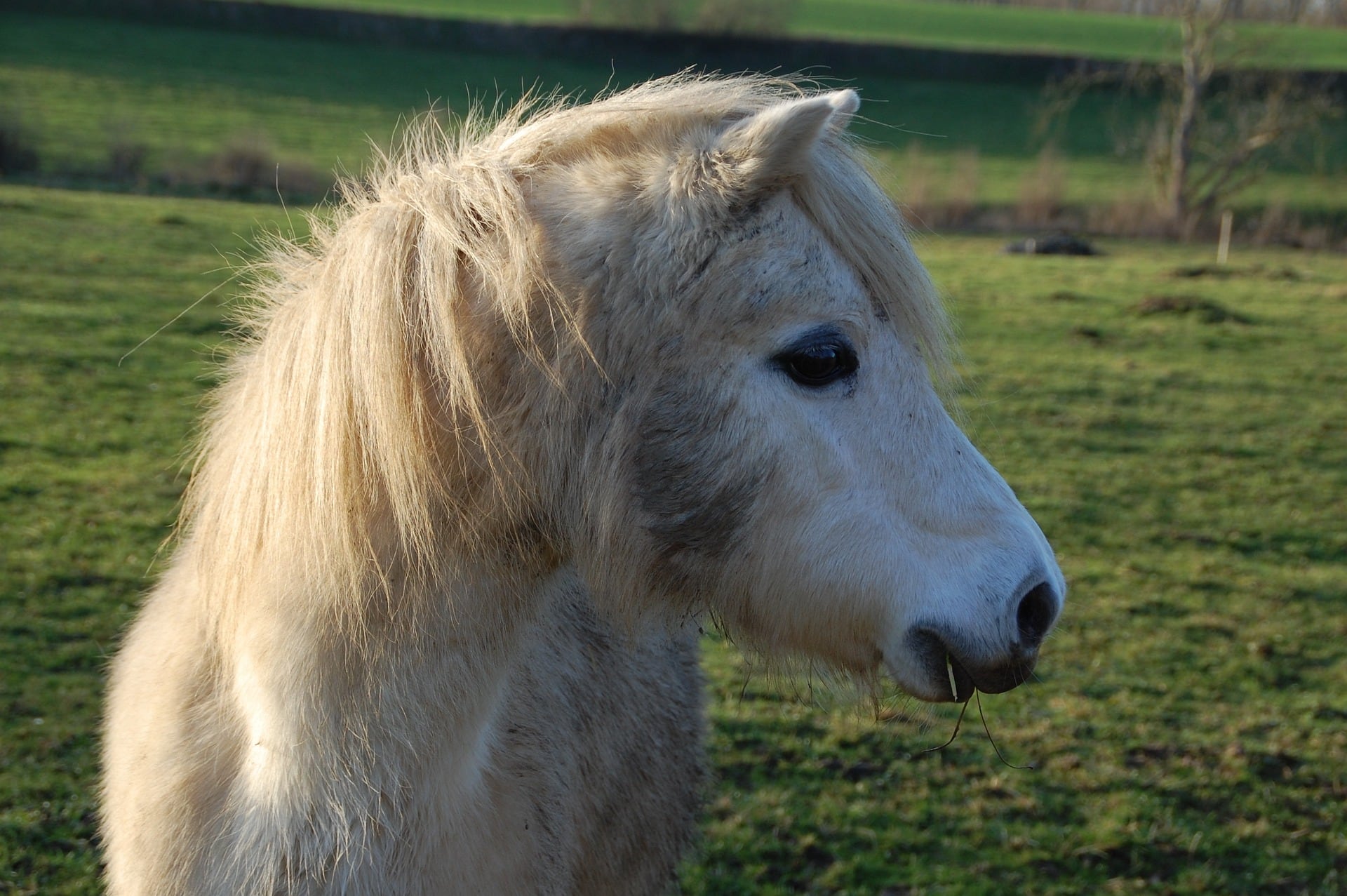 poni