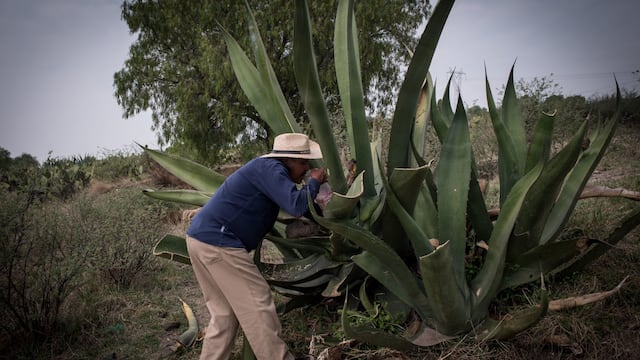 Proceso para la elaboración del pulque