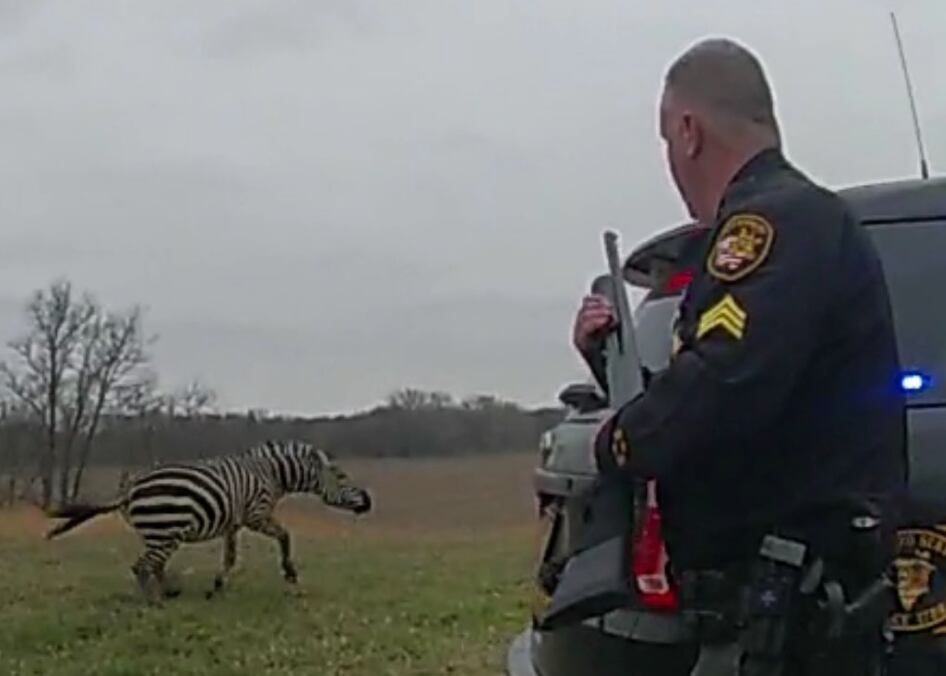 Cebra ataca a su dueño