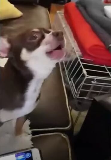 Chihuahua canta con música de Star Wars